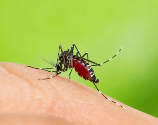 Imagem do mosquito Aedes aegypti